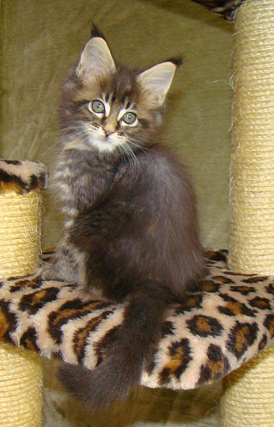     Catsvill County!   !    !       !!!    Catsvill County +7-926-544-74-09     .   ,   ,   ,    ,   ,  ,     ,   -,    ,   !